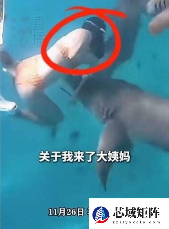 女子生理期海下潜水被鲨鱼咬伤:血腥味刺激鲨鱼