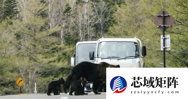 又有熊杀人事件！日本登山者遗体全身抓痕疑遭熊袭击