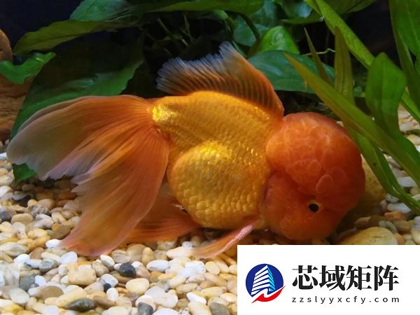 宠物金鱼北美泛滥：成群结队 堪称金鱼蝗灾”