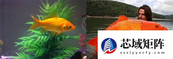 宠物金鱼北美泛滥：成群结队 堪称金鱼蝗灾”