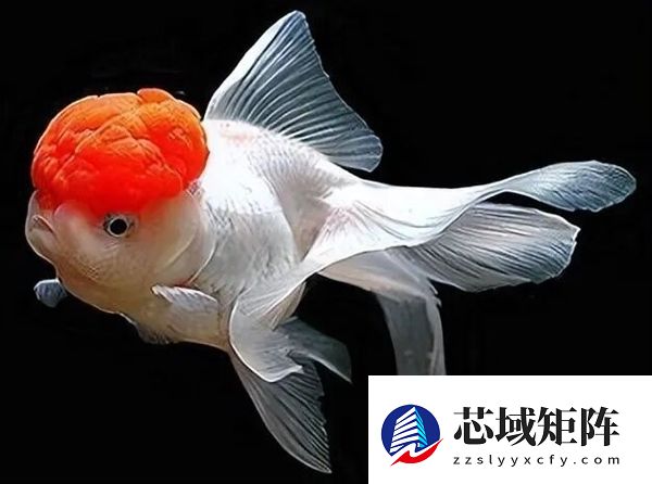 宠物金鱼北美泛滥：成群结队 堪称金鱼蝗灾”