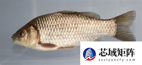 宠物金鱼北美泛滥：成群结队 堪称金鱼蝗灾”