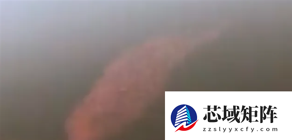 宠物金鱼北美泛滥：成群结队 堪称金鱼蝗灾”