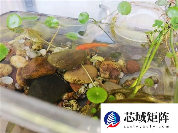 宠物金鱼北美泛滥：成群结队 堪称金鱼蝗灾”