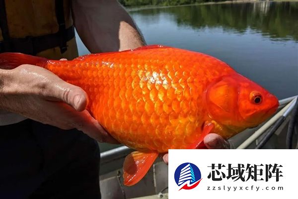 宠物金鱼北美泛滥：成群结队 堪称金鱼蝗灾”