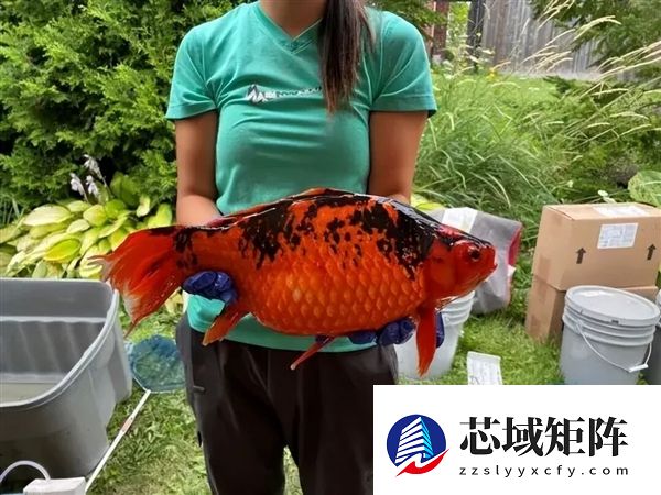 宠物金鱼北美泛滥：成群结队 堪称金鱼蝗灾”