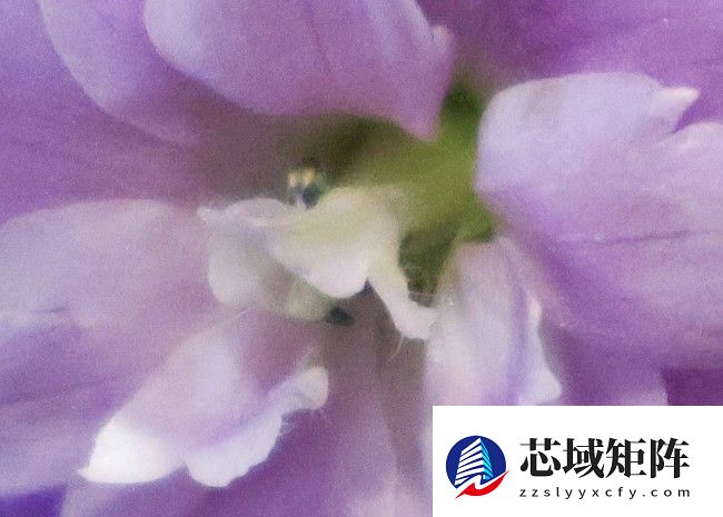 兼顾轻便与性能 佳能EOS R50拍摄体验