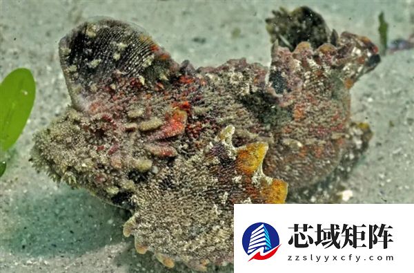 南方海边的这种鱼 踩到真的会要命