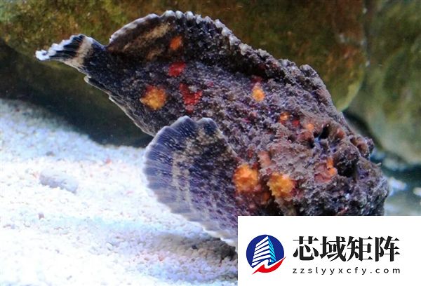 南方海边的这种鱼 踩到真的会要命