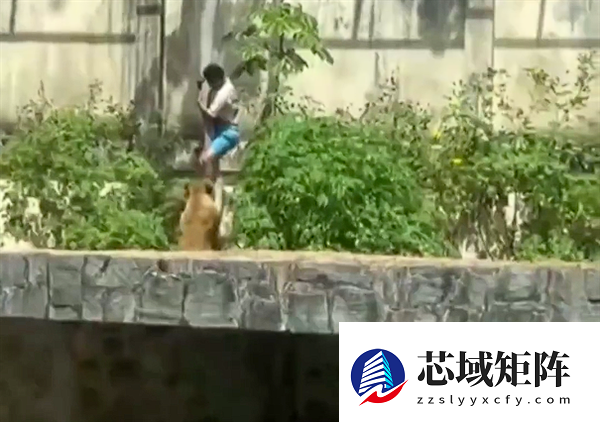 巴西19岁男子闯入狮子园区被母狮子咬死：监控拍下全程