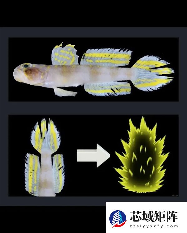 这条刚刚发现的鱼 正是被命名为:超级赛亚人!
