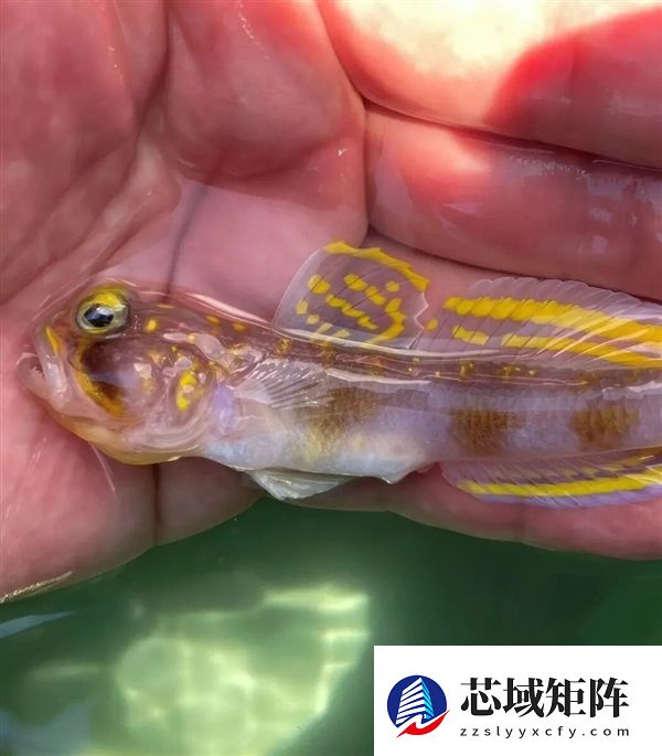 这条刚刚发现的鱼 正是被命名为:超级赛亚人!