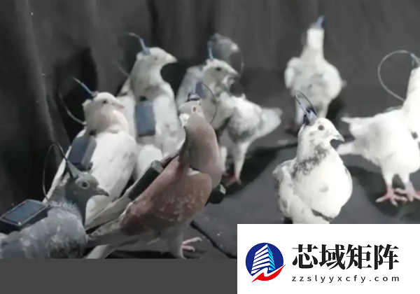 俄罗斯推脑机接口信鸽无人机续航数小时