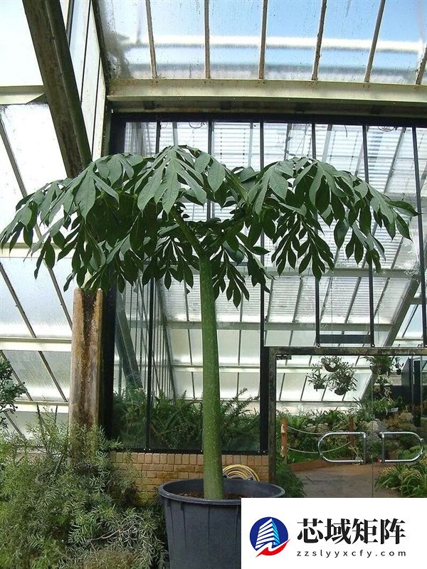 世界上为数不多的恒温植物:温度可达40℃让臭气飘更远!