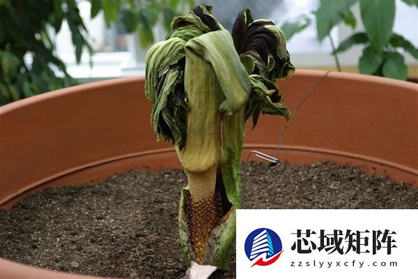 世界上为数不多的恒温植物:温度可达40℃让臭气飘更远!