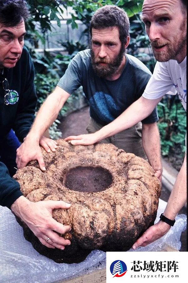 世界上为数不多的恒温植物:温度可达40℃让臭气飘更远!