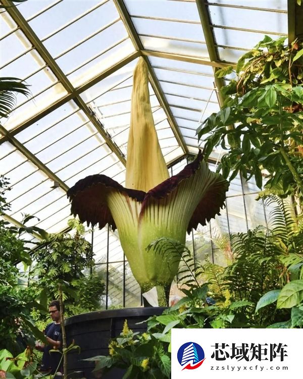 世界上为数不多的恒温植物:温度可达40℃让臭气飘更远!