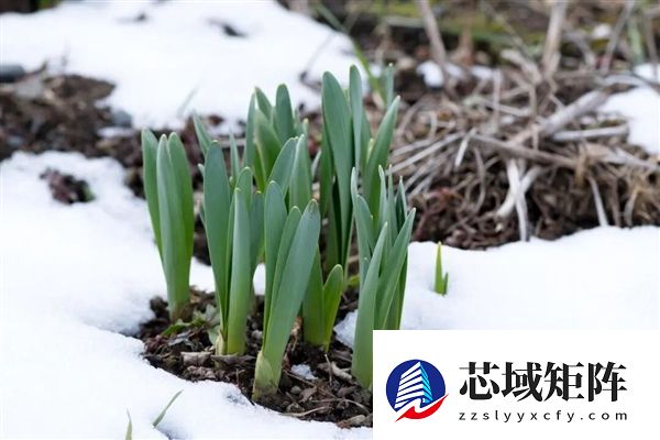 世界上为数不多的恒温植物:温度可达40℃让臭气飘更远!