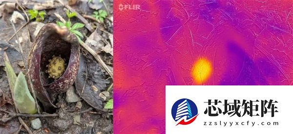 世界上为数不多的恒温植物:温度可达40℃让臭气飘更远!