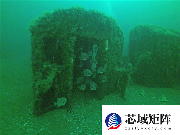 迈阿密将22辆“汽车”推入海底 给珊瑚当家