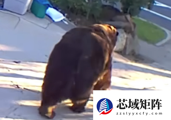 肚子都贴到地上了！美国男子发现自家地下室被一头巨熊霸占