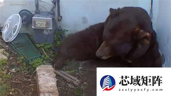 肚子都贴到地上了！美国男子发现自家地下室被一头巨熊霸占
