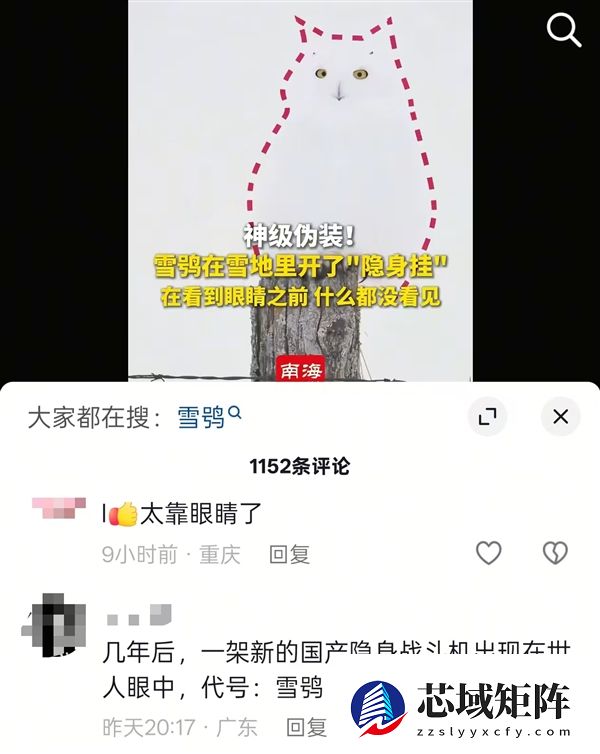 雪鸮在雪地里开了“隐身挂” 网友：新一代隐形战机有代号了