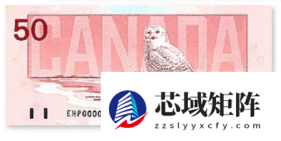 雪鸮在雪地里开了“隐身挂” 网友：新一代隐形战机有代号了