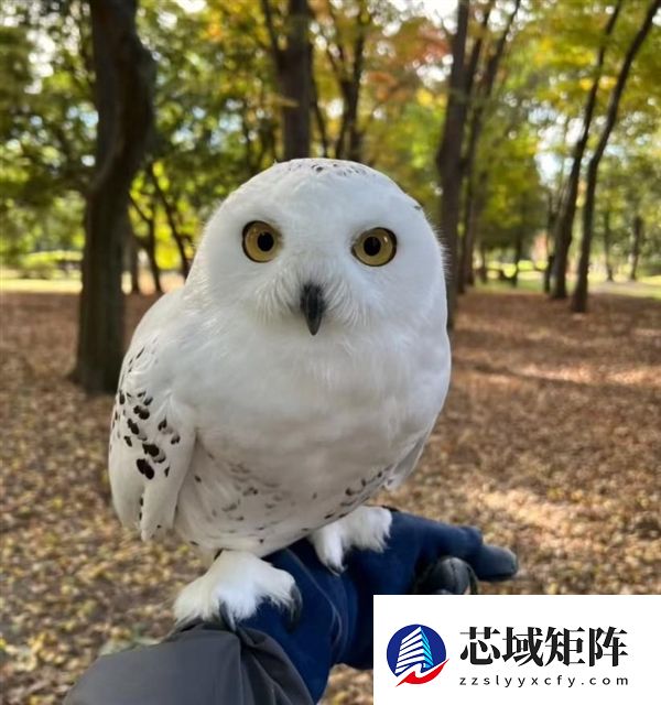 雪鸮在雪地里开了“隐身挂” 网友：新一代隐形战机有代号了