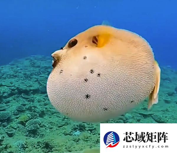 毒性是氰化钠的1000倍以上！男子钓上河豚食用后中毒住进ICU