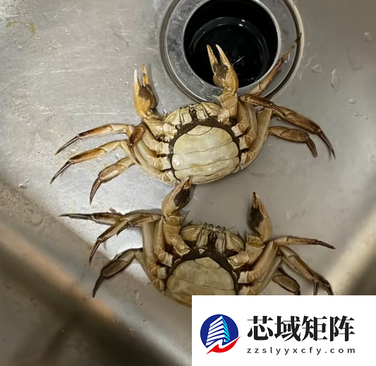 顾客AI合成死螃蟹要求退款 最新进展来了:被拘8日 195元全额追回