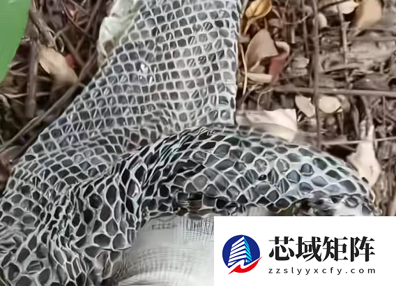采药人山间偶遇5米长巨型蛇蜕：没敢拿回家