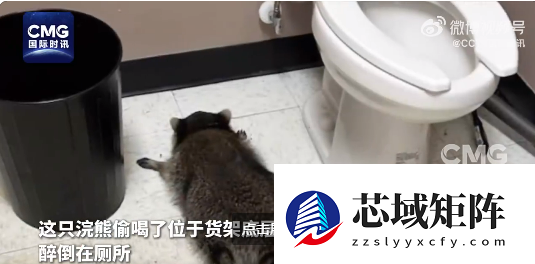 美国一浣熊大闹酒铺 偷喝烈酒后醉倒厕所 超萌姿态逗笑网友