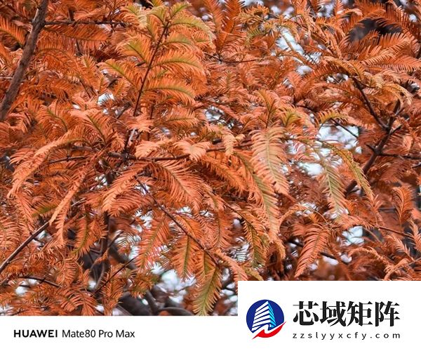 用了几天华为Mate80 Pro Max 我感觉它堆料有点过猛了