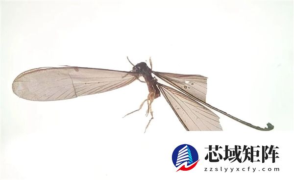 全国首例!我国截获斯特伦克氏锯白蚁:外来物种 严重威胁古建筑遗迹