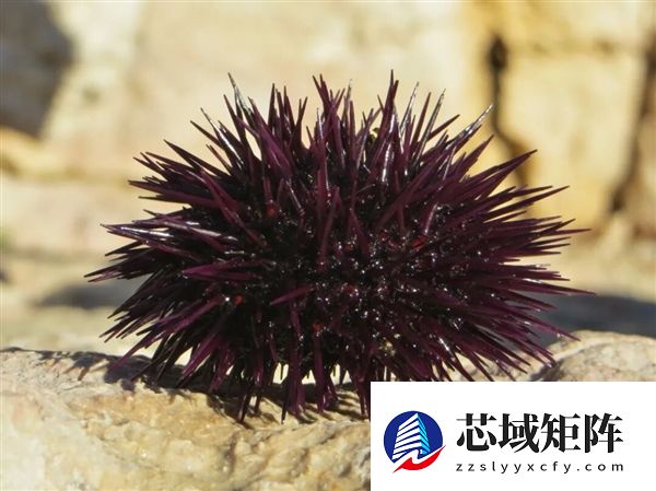 这种生物全身都是大脑和眼睛：正被人类端上餐桌