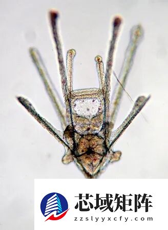 这种生物全身都是大脑和眼睛：正被人类端上餐桌