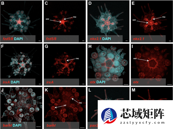 这种生物全身都是大脑和眼睛：正被人类端上餐桌