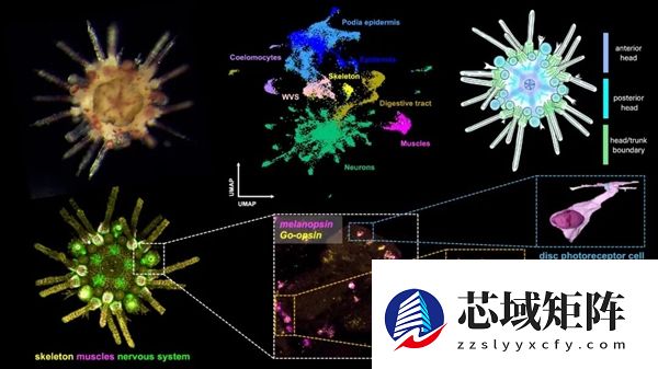 这种生物全身都是大脑和眼睛：正被人类端上餐桌