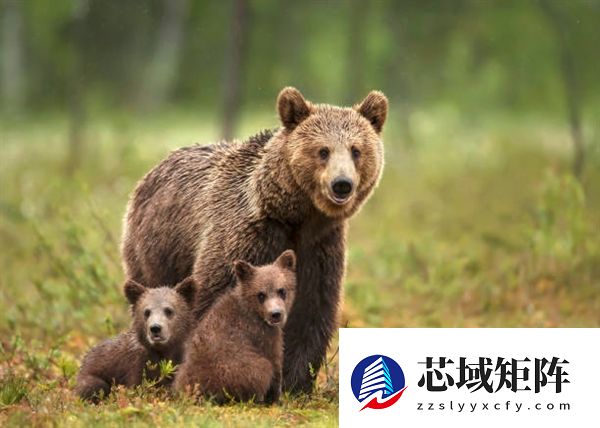 杭州野生动物园黑熊突然袭击饲养员：幸好人没事