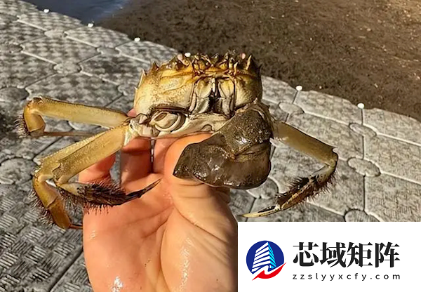 一只大闸蟹引发美国一州恐慌:实在被入侵物种搞怕了!