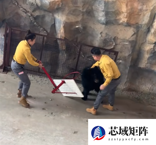 黑熊表演突然攻击饲养员 杭州野生动物世界回应：立即取消行为展示