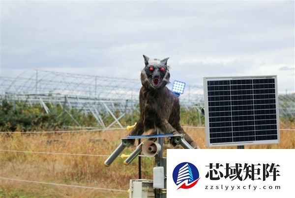 曾因外观被嘲笑“愚蠢” 日本部署狼型机器人驱熊