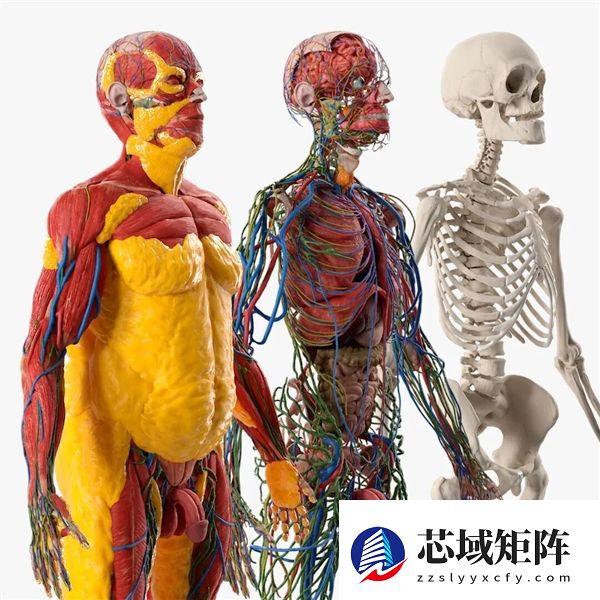 子弹卡在脂肪层 美国女子遇歹徒连中7枪奇迹生还！