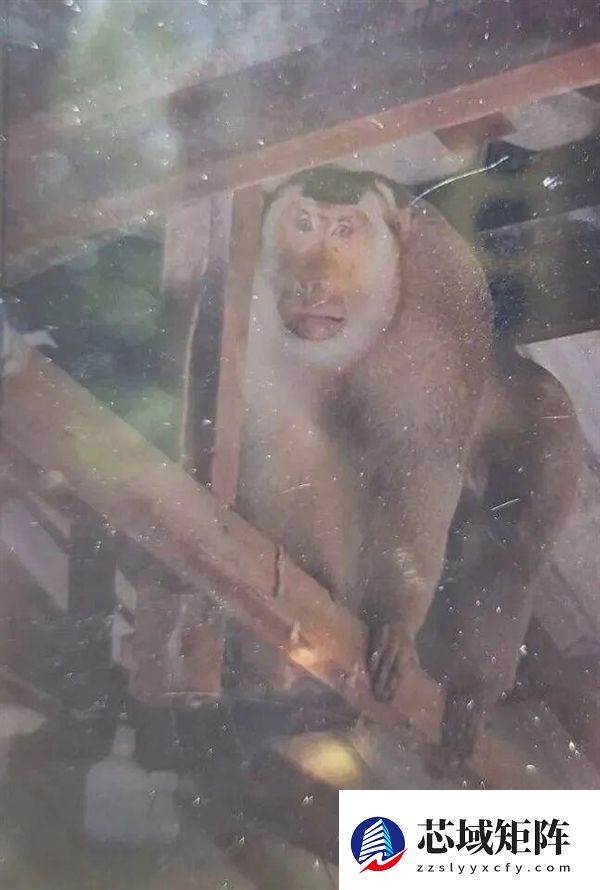 泰国63岁老人家中遭野生猕猴攻击：被咬几十口不幸身亡