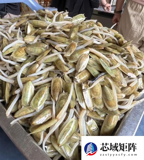 曾统治海底2亿年的腕足动物 为什么如今“拉到家”