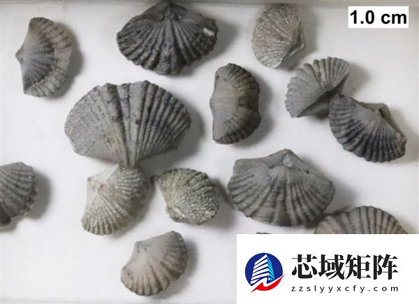 曾统治海底2亿年的腕足动物 为什么如今“拉到家”