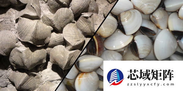 曾统治海底2亿年的腕足动物 为什么如今“拉到家”