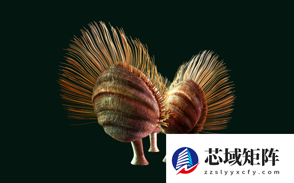 曾统治海底2亿年的腕足动物 为什么如今“拉到家”