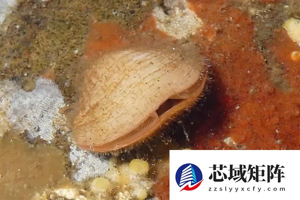 曾统治海底2亿年的腕足动物 为什么如今“拉到家”